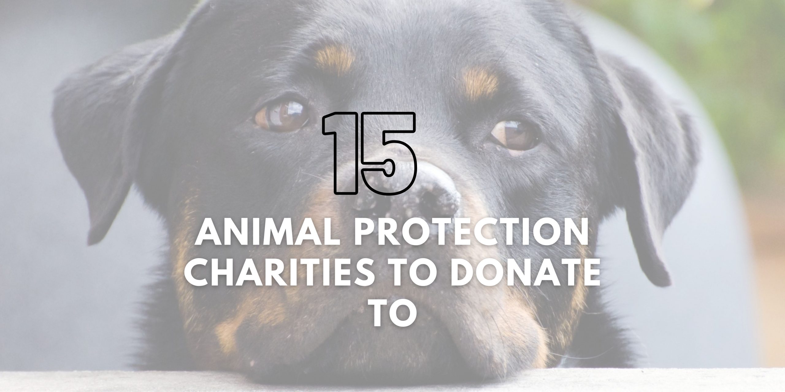 15 Animal Protection Charities to donate to