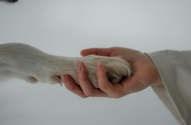 animal-assisted therapy programs