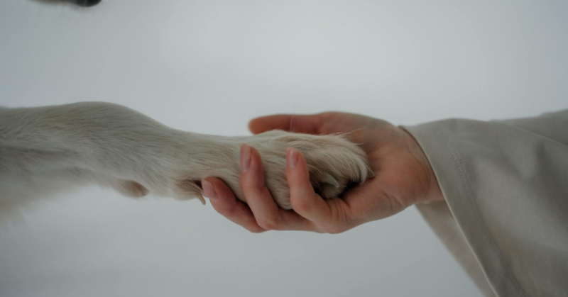 animal-assisted therapy programs