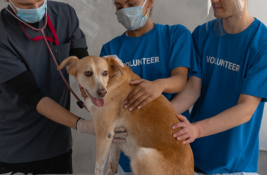 animal rescue fundraiser