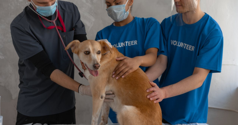 animal rescue fundraiser