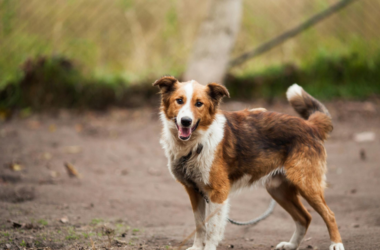 animal rescue shelters