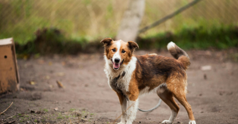 animal rescue shelters