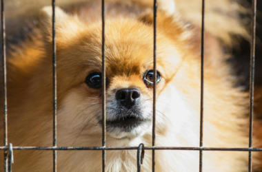 animal shelter donation drive