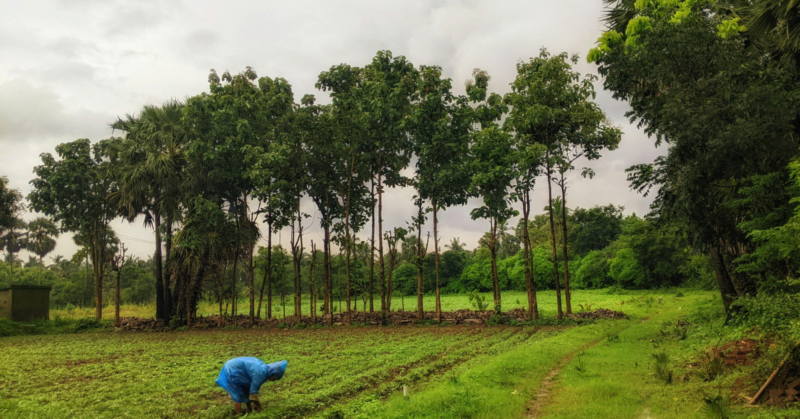 climate adaptation education for rural farmers