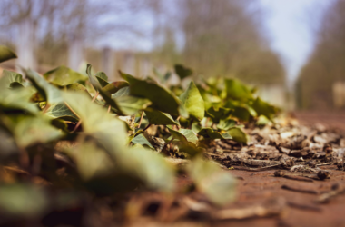 community composting initiative fundraiser