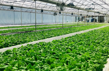 community-led-food-support-fund