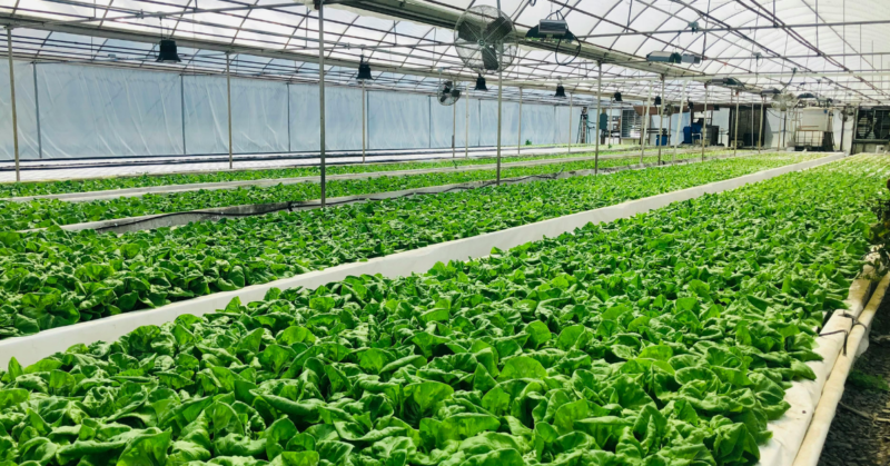 community-led-food-support-fund