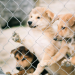 disaster emergency pet rescue and shelter funding