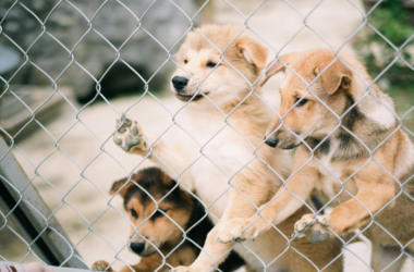 disaster emergency pet rescue and shelter funding