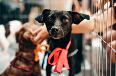 emergency animal rescue shelters