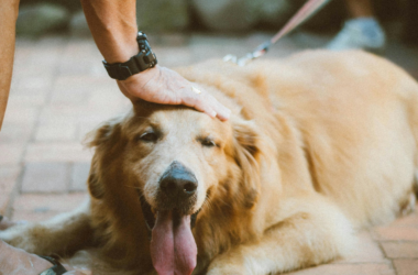 emergency pet care fundraiser