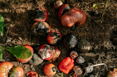 food waste reduction initiative