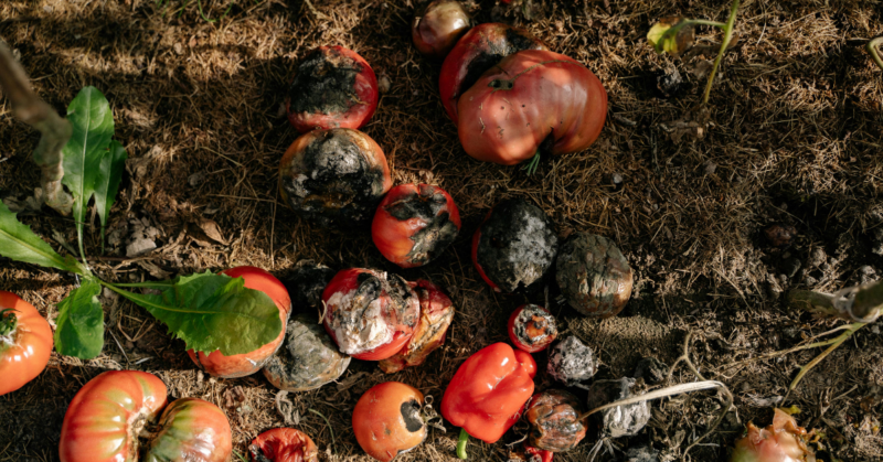 food waste reduction initiative