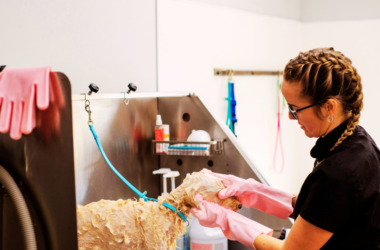 homeless pet foster care