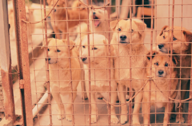 local animal rescue fundraiser