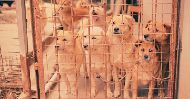 local animal rescue fundraiser