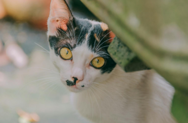 local animal welfare awareness