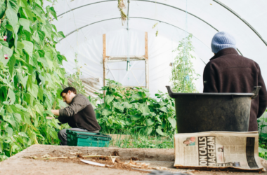local food sustainability education