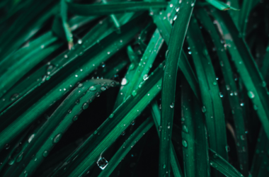 rainwater harvesting donation campaign