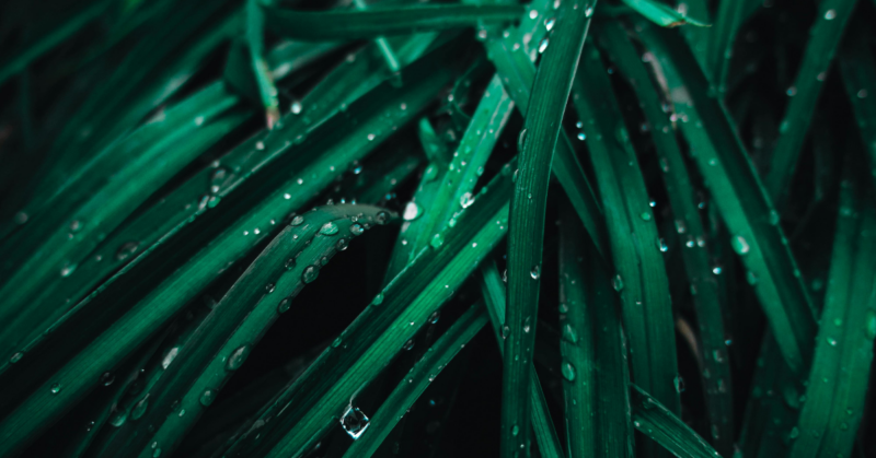 rainwater harvesting donation campaign