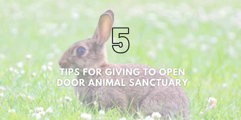 Tips for Giving to Open Door Animal Sanctuary