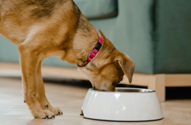 street animal feeding program