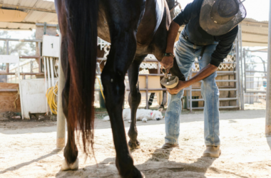 therapy horse sponsorship donations