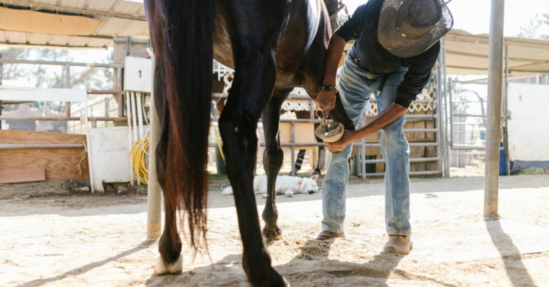 therapy horse sponsorship donations