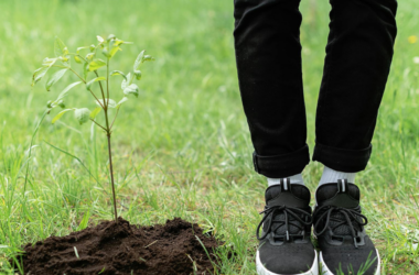 urban tree-planting projects