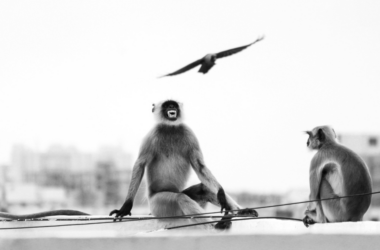 urban wildlife rescue and rehabilitation