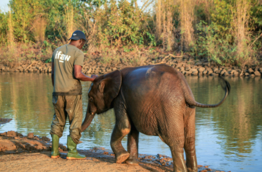 urban wildlife rescue and rehabilitation fund