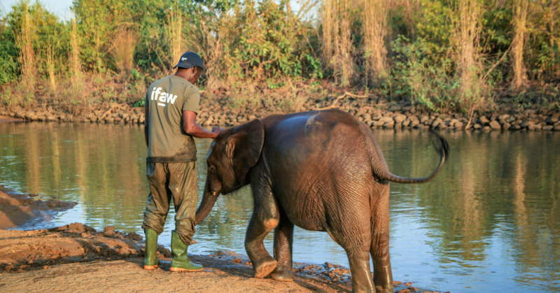 urban wildlife rescue and rehabilitation fund