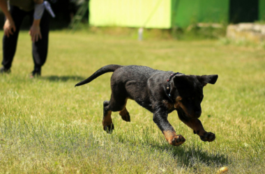 veteran service dog training
