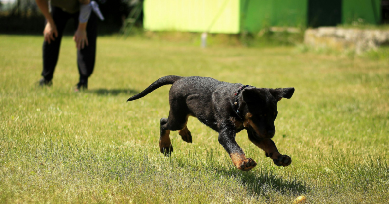 veteran service dog training