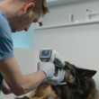 veterinary care assistance