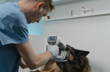 veterinary care assistance