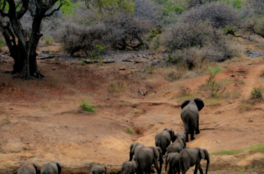 wildlife habitat restoration projects