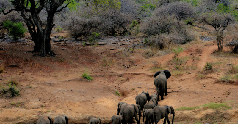 wildlife habitat restoration projects