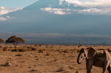 wildlife protection fund