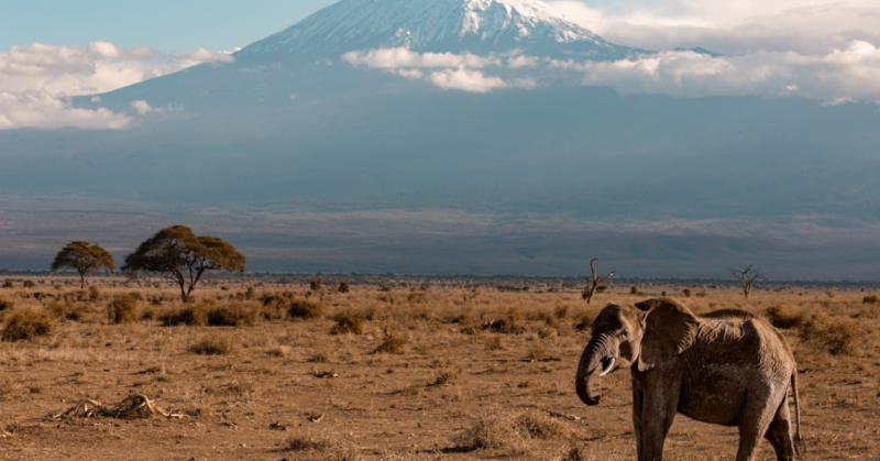 wildlife protection fund