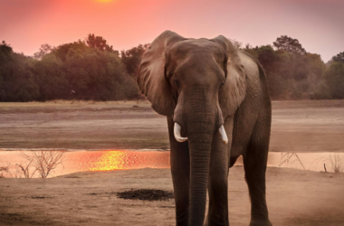 wildlife rehabilitation fundraiser