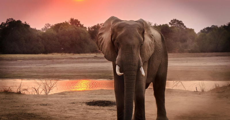 wildlife rehabilitation fundraiser